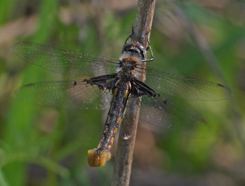 Female with egg mass
2012_03_26_Chattooga